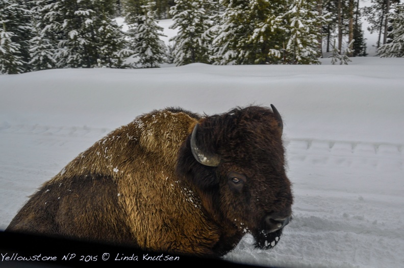 LindaKnutsen Yellowstone 2015  DSC0354-Web