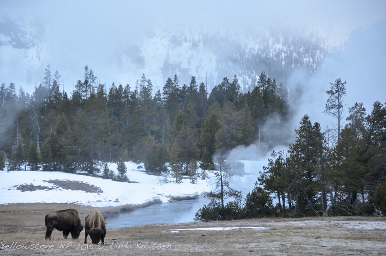 LindaKnutsen Yellowstone 2015  DSC0842-Web