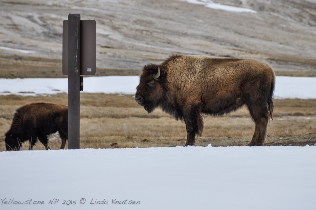 LindaKnutsen Yellowstone 2015  DSC1151-Web