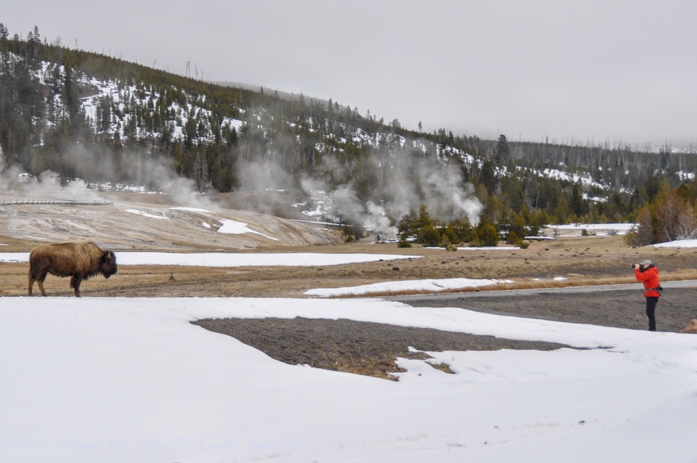 LindaKnutsen Yellowstone 2015  DSC1153-Web