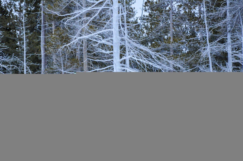 LindaKnutsen Yellowstone 2015  DSC0850-Web
