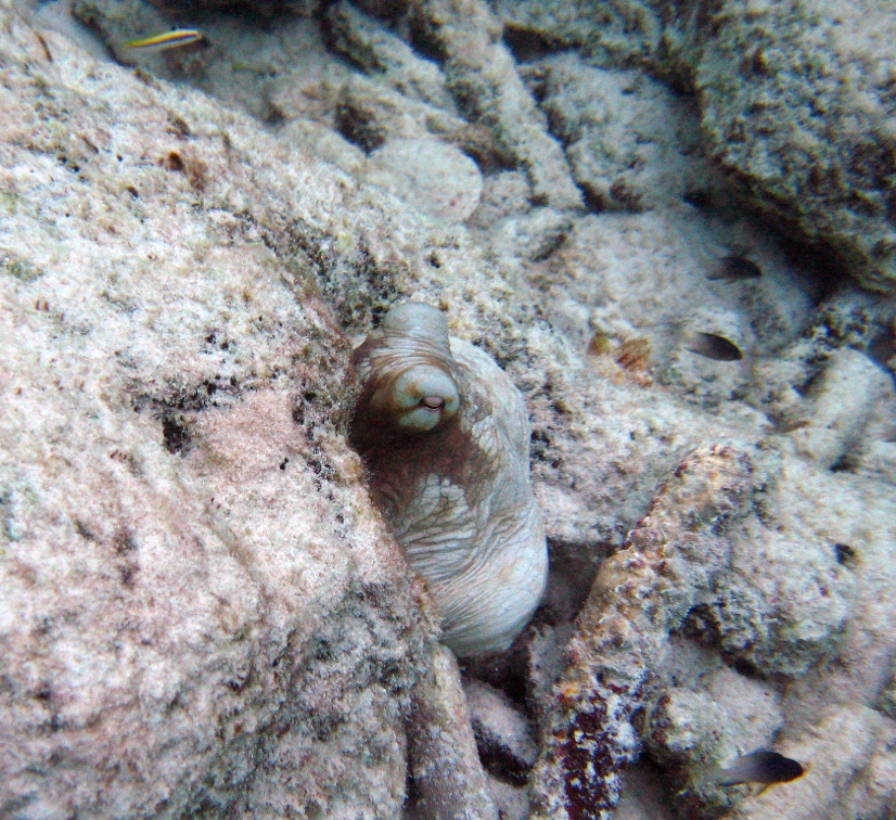 Octopus Dive 20 Buddy Reef dawn IMG 0416 copy