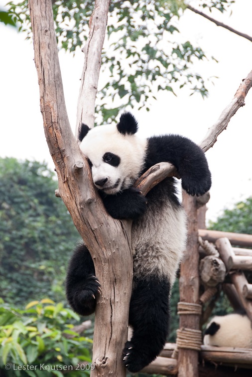 LesterKnutsen Panda Center 200906 DSC 1553