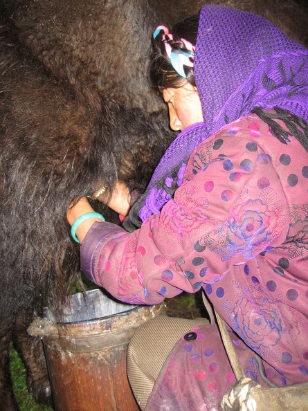 LindaKnutsen_Tibet_Drikung_Jun_Jul2009_IMG_3790.jpg