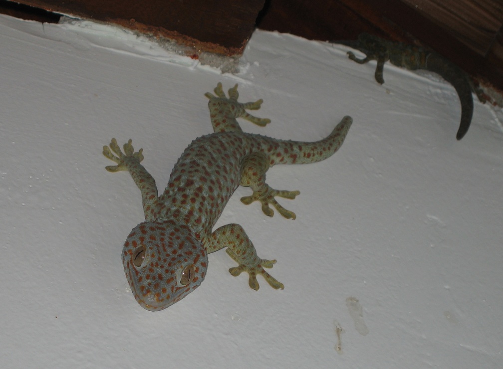 Indonesia Wakatobi Sep2008 IMG 1178A