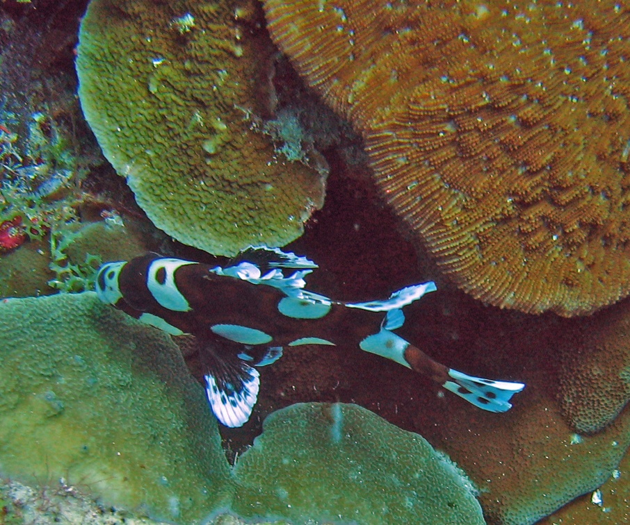 Indonesia My1stDivePhotos Sep2008 IMG 1637