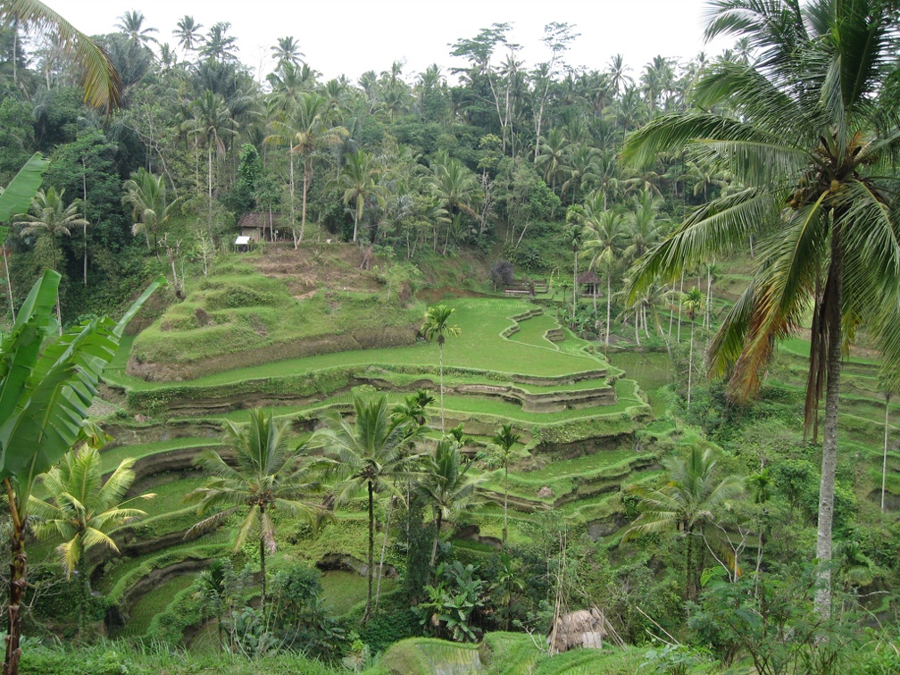 Indonesia Bali Aug2008 IMG 0772