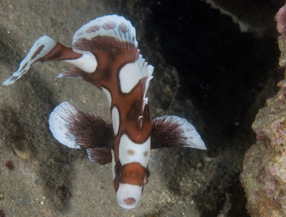 Pelagian 20080826 DSC0896