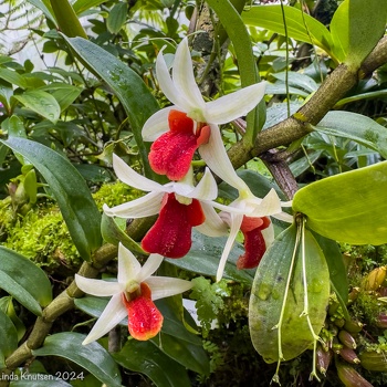 National Orchid Garden