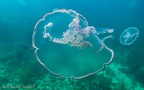REEF Fest 2023